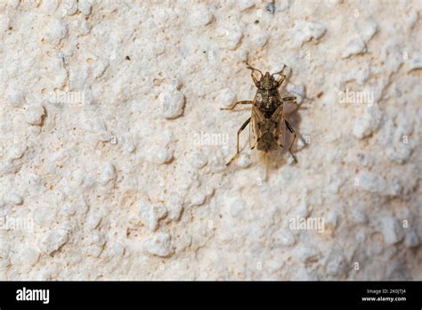 Nysius cymoides, false chinch bug Stock Photo - Alamy