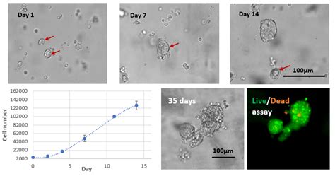 VitroGel Hydrogel Matrix 3D Cell Culture TheWell Bioscience