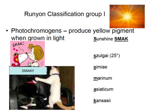 MLT Mycobacterium Study Set Flashcards Quizlet