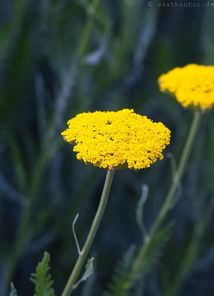 Achillea Tomentosa Aurea Samen Kaufen Saatgut Goldschopf Schafgarbe