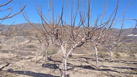 Cuidados Invernales Para Tu Higuera Cómo Podarla Correctamente