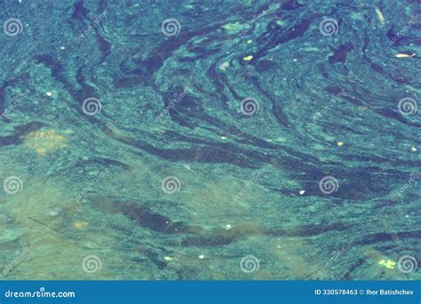 Harmful Green Algae Bloom On Sea Water Royalty Free Stock Image
