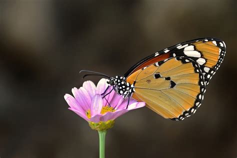 Butterfly Flower Pollination Free Photo On Pixabay