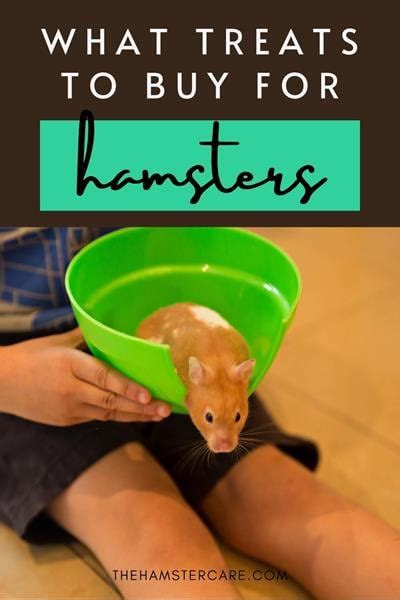 [2023] 9 Best and Healthy Hamster Treats (over-the-counter)