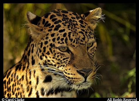 African Leopard | Big cats, African leopard, Cool cats