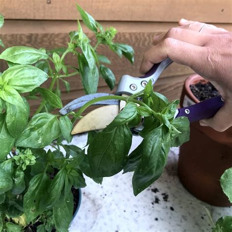 How To Prune Herbs To Keep Them Healthy And Coming Back Every Year