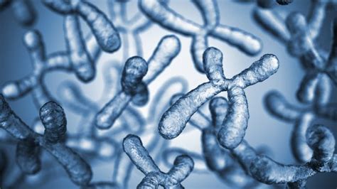 Discover The Progressive Evolution Of Sex Chromosomes