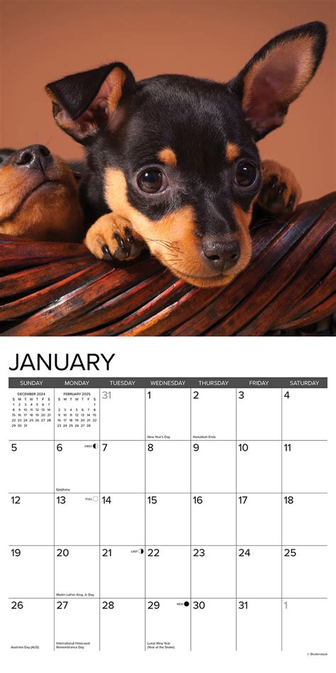 Miniatuur Pinscher Kalender Kopen Bestel Eenvoudig Online