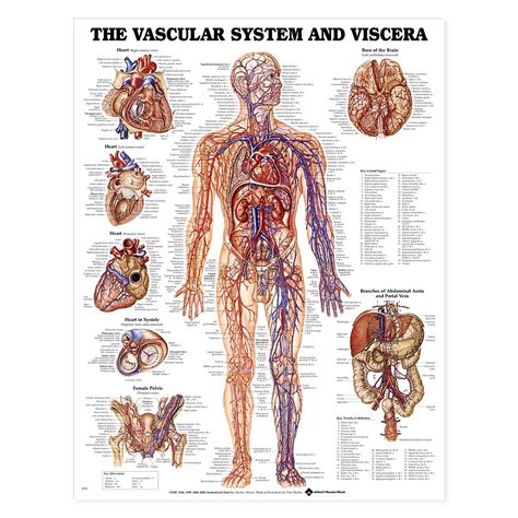 The Vascular System and Viscera Anatomical Chart 20'' x 26''