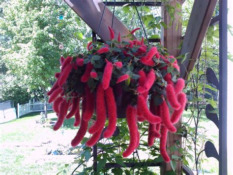 My favorite hanging plant..the Chenille plant | Chenille plant, Hanging ...