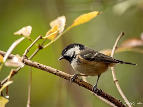 Coal Tit Vicky Outen Flickr