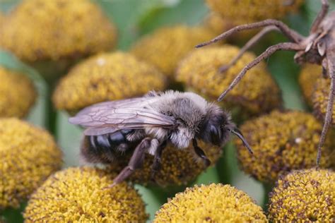 R F Insecta Hymenoptera Andrenidae Andrena Melandrena