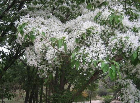 Chinese Fringe Tree Seeds Chionanthus Retusus Bell Garden Company Wholesale Plant Seeds Alive