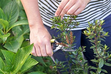 Hebe Snoeien Wanneer En Hoe Doe Je Dat Gardeners World