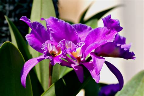 Orquídeas Cattleya Flores Moradas Foto gratis en Pixabay Pixabay