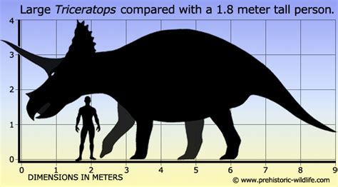 Image - Triceratops-size.jpg | Fossils and Archeology Mod Revival Wiki | FANDOM powered by Wikia