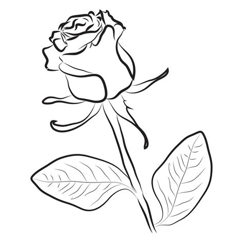 Rose Flower Silhouette With Black Outline On White Background 10749351