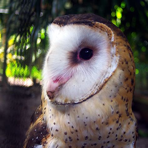 Eastern Grass Owl Tyto Longimembris A Portrait From Boto Flickr