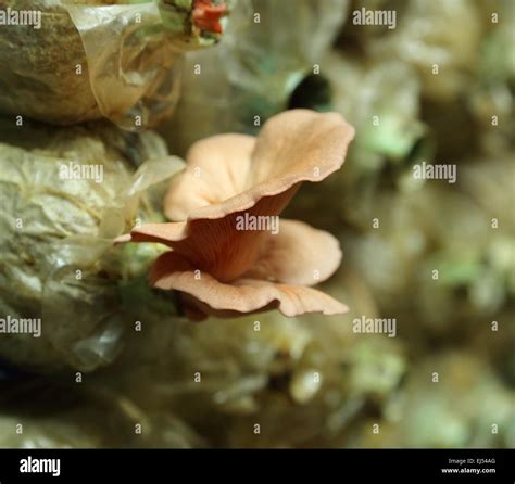 Pink Oyster Mushroom Pleurotus Djamor On Spawn Bags Growing In A Farm