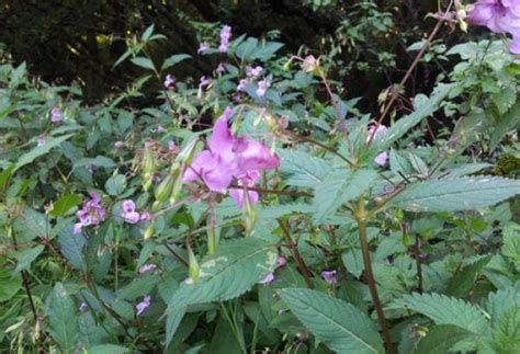 Himalayan Balsam Identification - PBA Solutions