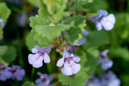 Medicinal Plant Gundermann Known Glechoma Hederacea Editorial Stock