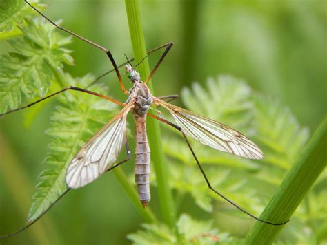 Wiesenschnake Tipula Paludosa Wiesenschnake Tipula Flickr