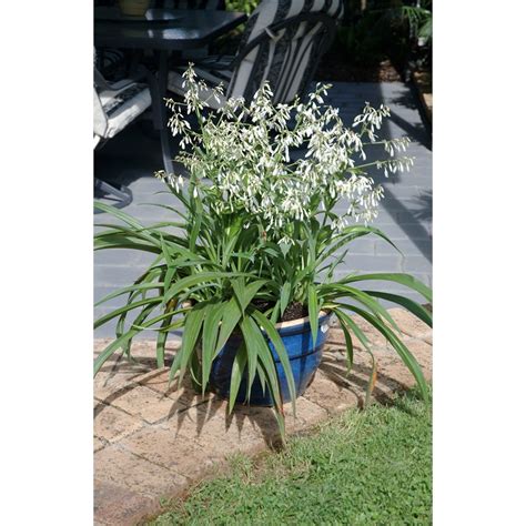 140mm Renga Renga Lily Arthropodium Cirrhatum Te Puna Bunnings