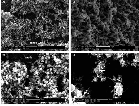 Scanning electron microscopy images reveal a biofilm with diverse ...