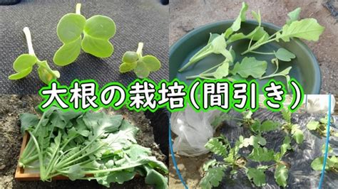 大根（短根系大根）の栽培：間引きは3回 有機栽培でおいしい野菜作り