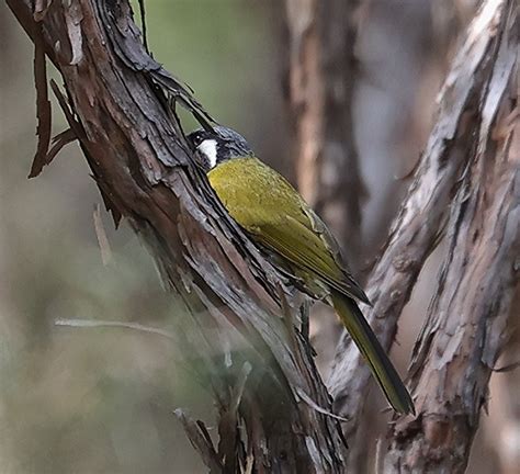 White Eared Honeyeater From Monbulk Vic Australia On October