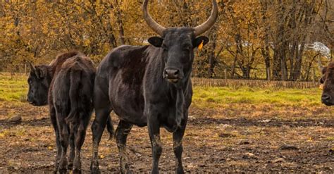 Cattalo vs Beefalo: The Key Differences - A-Z Animals