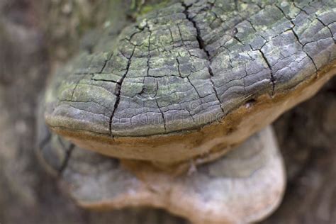 Chaga Mushroom Inonotus Obliquus On A Tree Trunk Close Up Healing Tea