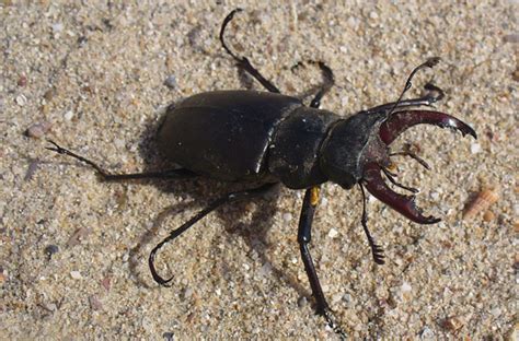 Le Lucane cerf volant Lucanus cervus aux mandibules géantes