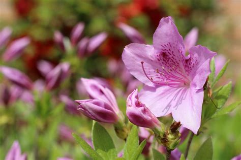 Azalea Primavera Naturaleza Foto Gratis En Pixabay Pixabay