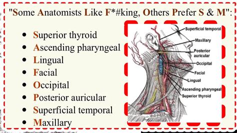 Easy Mnemonics For External Carotid Artery Branches Anatomy Mnemonics