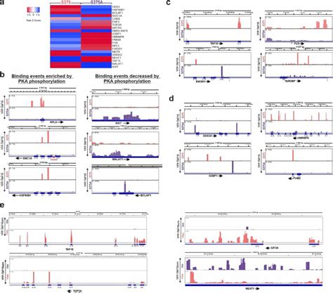 Phosphorylation Of The Compartmentalized Pka Substrate Taf Regulates