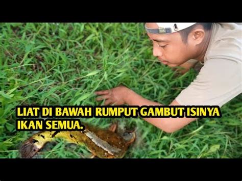 Spot Rawa Gambut Banyak Ikannya Dan Belut Babon Youtube