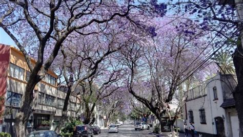 Conoce La Colonia M S Segura Para Vivir En Cdmx Seg N La Ia Ser Zen