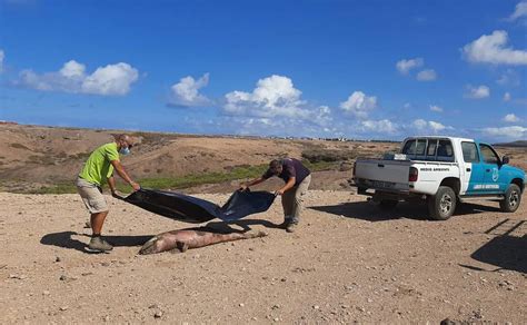 Aparece Un Delf N Mular Muerto En Piedra Playa Canarias