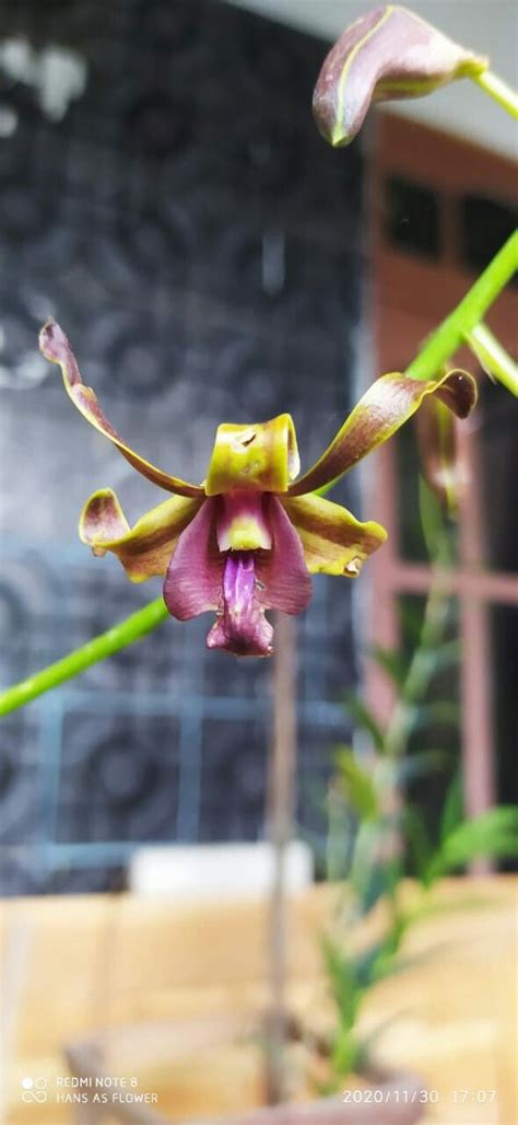 Dendrobium Sp And Hybrid Tara Hakari