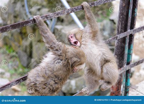 Monkey In A Natural Onsen Hot Spring Stock Image Image Of Hair Bath