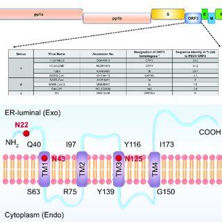 Subcellular Localization And Functions Of Pedv Accessory Protein