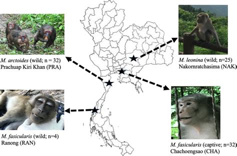 Map of Thailand showing sampling sites and the species of macaques... | Download Scientific Diagram