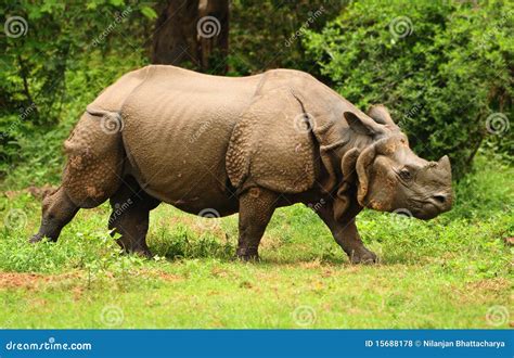 Indian Rhino Stock Photo Image Of Head Grass Assam 15688178