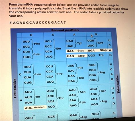 From The MRNA Sequence Given Below Use The Provided Codon Table Image