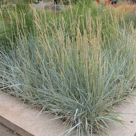 Blue Lyme Grass Foothills Nurseries