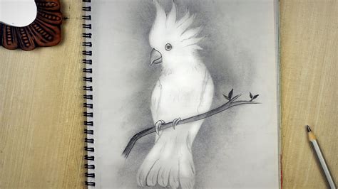 Bird Drawing Pencil Sketch Bird Drawing Tutorial How To Draw A