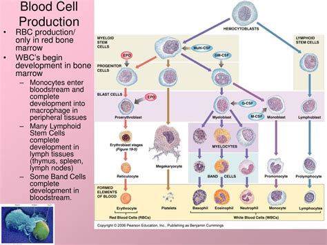 PPT - Blood and Lymph PowerPoint Presentation, free download - ID:704450