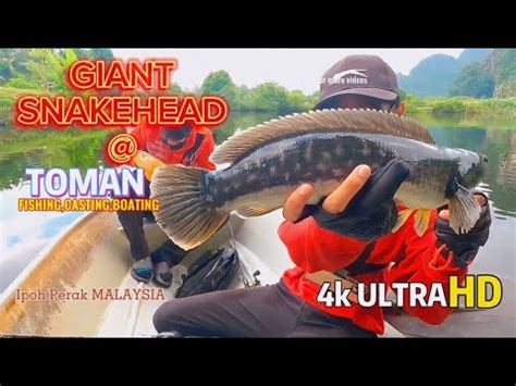 Toman Giant Snakehead Casting Fishing With Boat In Ipoh Perak Malaysia