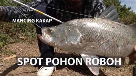 MANCING KAKAP PUTIH SPOT MANCING BARAMUNDI SUNGAI SEMBILANGAN DI SPOT